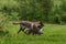 Black Phase Grey Wolf (Canis lupus) and Pups Run