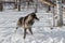 Black Phase Grey Wolf Canis lupus Quick Stop Right