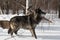 Black Phase Grey Wolf Canis lupus Quick Stop to Right in Snow Winter