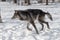 Black Phase Grey Wolf Canis lupus Runs Left