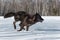 Black Phase Grey Wolf Canis lupus Runs Right in Snowy Field