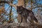 Black Phase Grey Wolf Canis lupus Stands Atop Rock Autumn