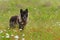 Black Phase Grey Wolf (Canis lupus) Stands in Field