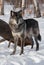 Black Phase Grey Wolf Canis lupus Stands in Front of Log