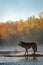 Black Phase Grey Wolf Canis lupus Stands in River Autumn