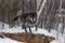 Black Phase Grey Wolf Canis lupus Starts to Jump Off Rock