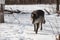 Black Phase Grey Wolf Canis lupus Steps Forward in Snowy Woods Winter