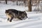 Black Phase Grey Wolf Canis lupus Stop Quick in Snow Winter