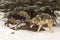 Black Phase Grey Wolf Canis lupus Tells Packmate to Back Off From Body of White-tail Deer Winter