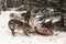 Black Phase Wolf (Canis lupus) Tugs on White-Tail Deer Body with Pack Winter