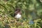 Black Phoebe, Bird