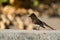 Black Phoebe, Sayornis nigricans