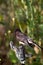 Black Phoebe, Sayornis nigricans