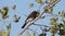 Black Phoebe Sayornis nigricans black and white flycatcher bird