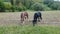 Black and piebald horses at farm fence portrait front view