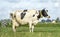 Black pied cow, friesian holstein, eating, chewing blades of grass in the Netherlands, standing in the field, the background a