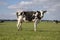 Black pied cow, friesian holstein, in the Netherlands, standing on green grass in a meadow, pasture, at the background a few cows