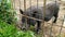 Black pig appetizingly eats grass and chews funny