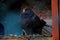 Black pigeon perched on a wooden surface, peacefully resting