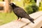 Black pigeon stand on sandstone bridge in park with a blur trees background