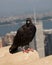 Black Pigeon Up High on Empire State Building, Looking North,