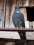 Black pigeon watching for flying threats