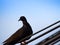 Black Pigeon on a Wire