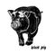 Black piglet. Black and white isolate. Farm animal