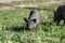 Black piglet playing in green grass, eco farming