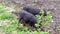 Black piglets. Pigs graze on the farm near the bushes and dig their noses in the ground