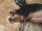 Black Piglets and Sow laying with straw in Pen