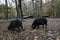 Black pigs in the forest