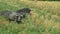 Black pigs grazing in the field mangulica passing through shot 01