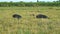 Black pigs grazing in the field mangulica passing through shot 02