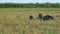 Black pigs grazing in the field mangulica passing through shot 03