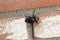 Black Pinacate Beetle Crawling On A Brick Wall