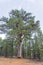 Black pine, arboreal vegetation on the walking trail on Mount Olympus, the highest point in Cyprus.