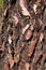 Black pine barck texture detail