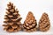 Black pine cone - Pinus nigra Arn. Cones that fell to the ground from a tree on a white table