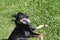 A black Pinscher dog lying in the grass on a sunny spring day