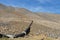 Black pipeline running down desert hillside under a blue sky