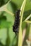 Black Pipevine Swallowtail caterpillar