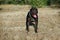 Black pit bull with a chain around his neck looks attentively to the side, fighting dog breed on a walk