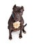 Black Pit Bull Dog Cropped Ears