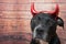 Black pit bull dog with white chest wearing demon horns on a wooden background