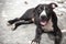 Black Pit bull puppy looking smile funny sitting on concrete background