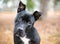 A black Pit Bull Terrier mixed breed dog listening with a head tilt