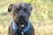 Black Pitbull dog with blue collar