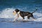 Black pitbull dog playing, running on sea wave on the beach