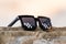 Black pixel sunglasses thug life with black lenses closeup. Selective focus